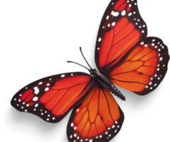 Orange and black butterfly