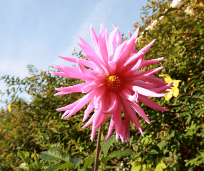 Pink flower in bloom with wild green bushes in the back