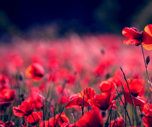 Red poppy flowers in field